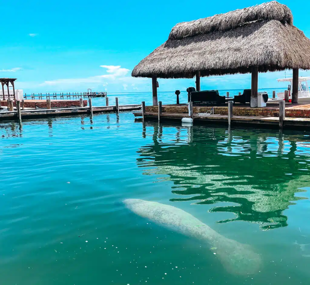 Manatee swimming in marina in the Florida Keys