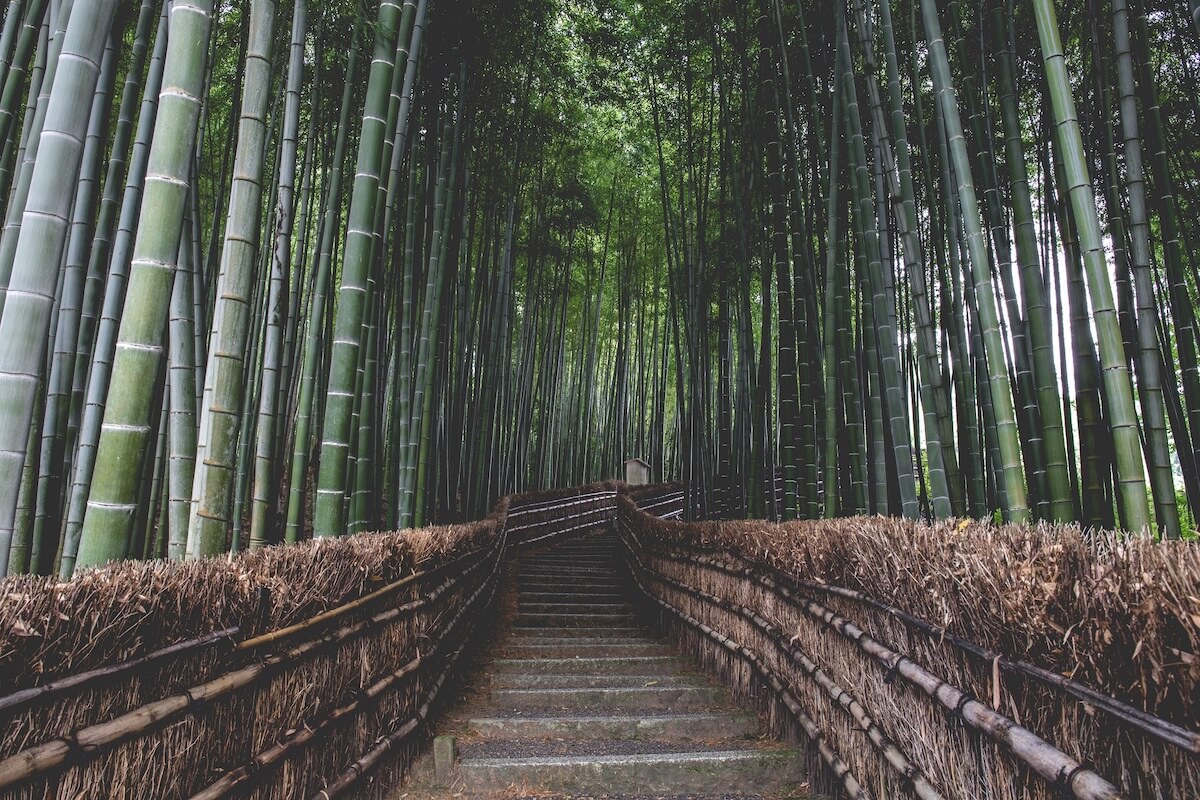 Bamboo Forest Arashiyama Kyoto Japan