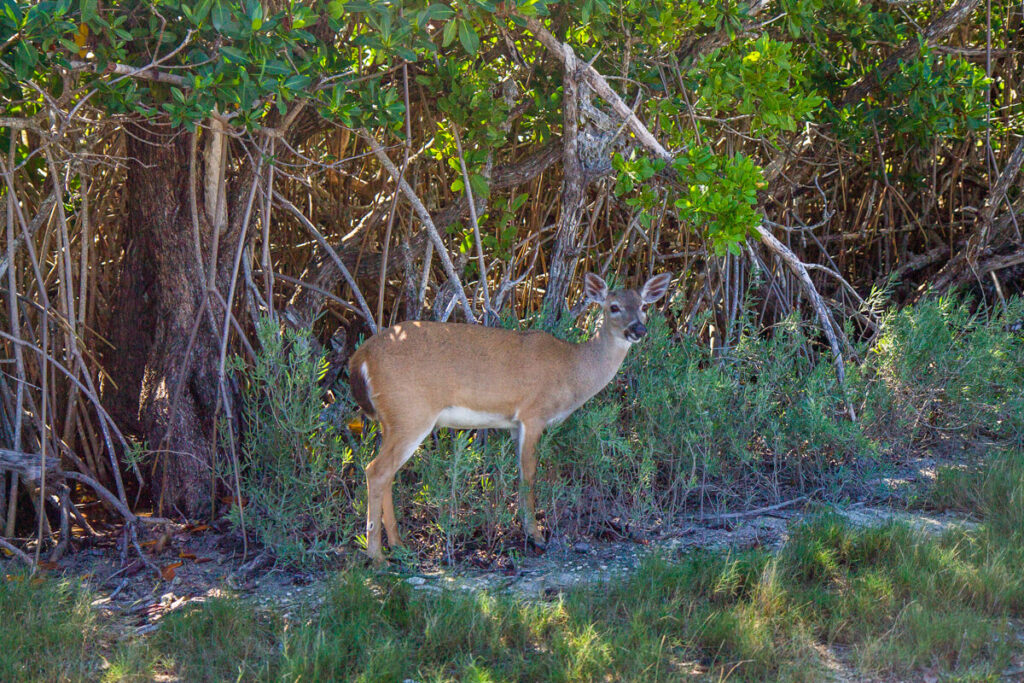 Key Deer in No Name Key, Key West