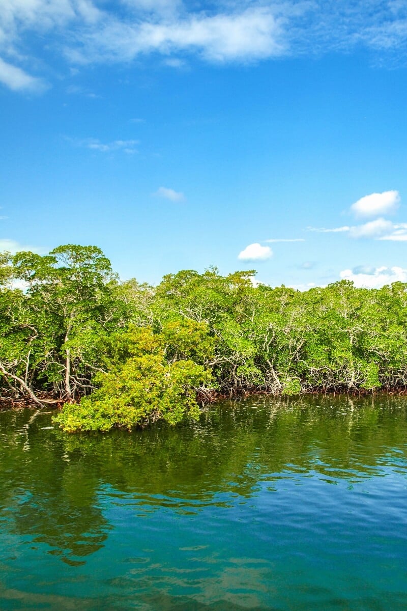 Key Largo Mangroves