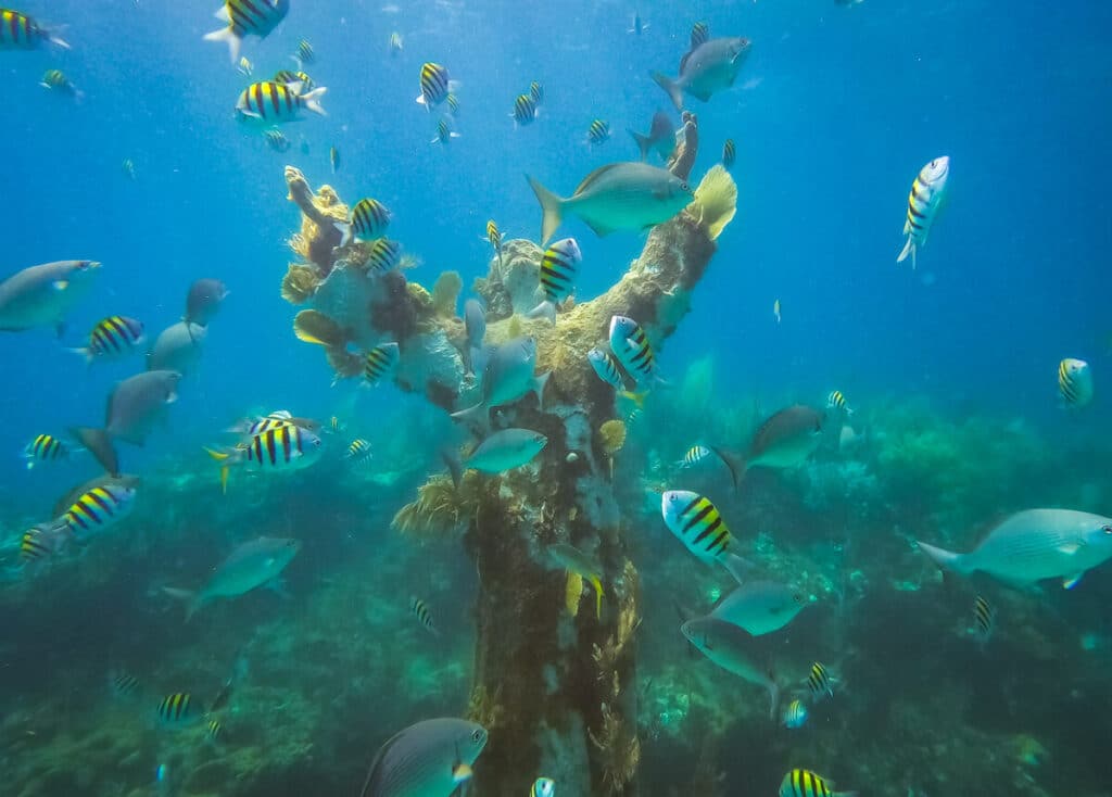 Underwater Christ Statue with fish