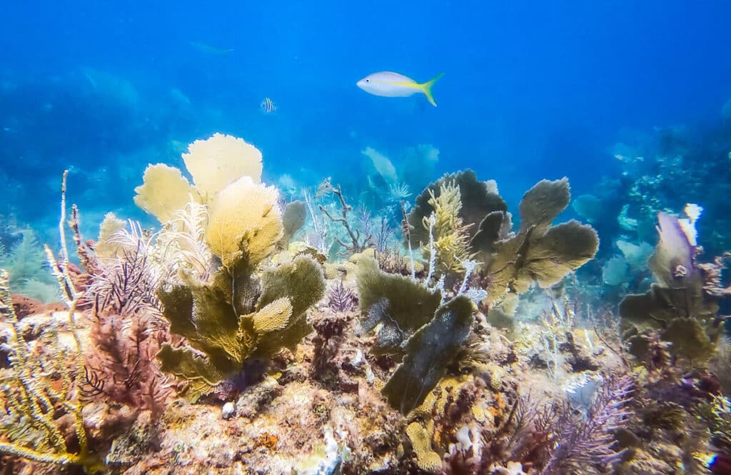 underwater coral reef Key Largo