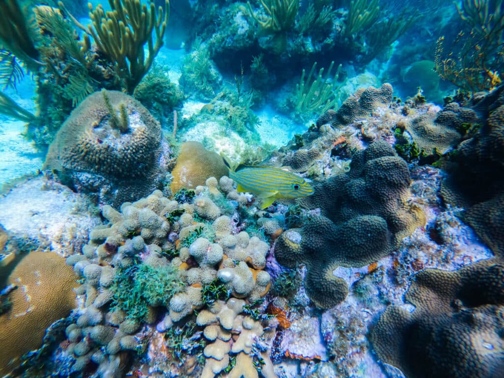 tropical fish in Florida Keys scuba