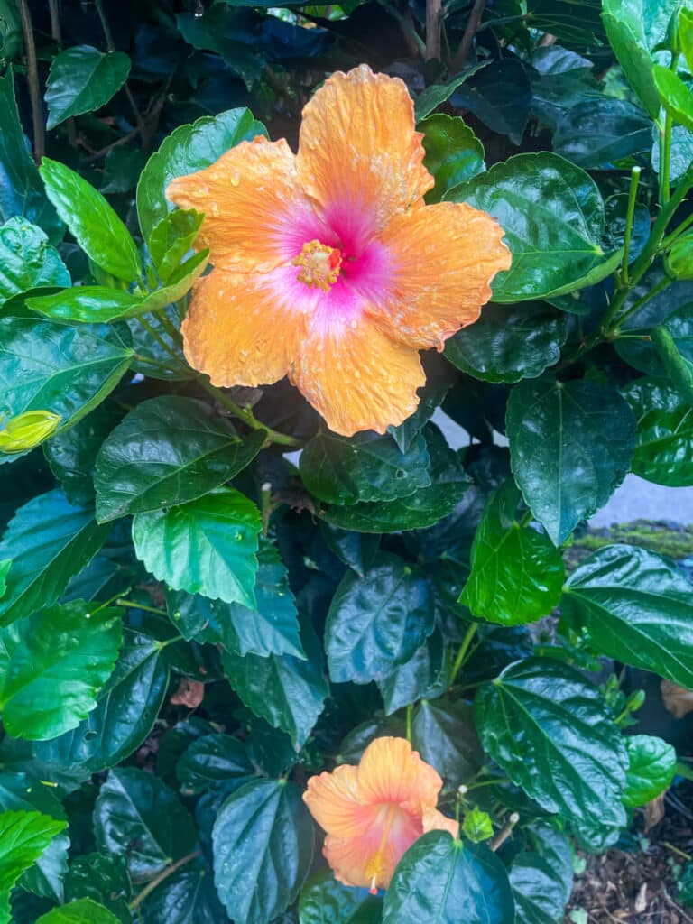 orange and pink hibiscus flower Hawaii