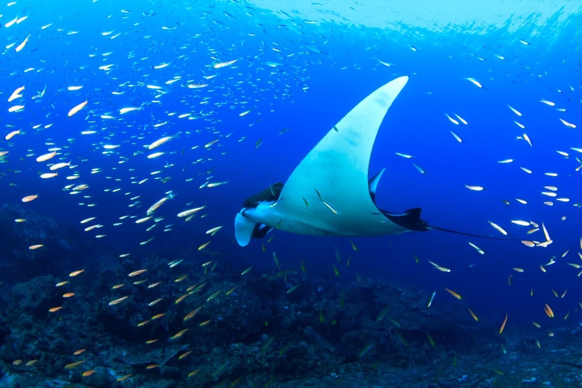 manta ray and fish in blue ocean