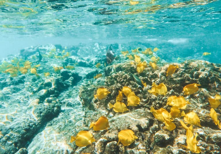 Best Snorkeling on the Big Island of Hawaii: A Detailed Guide