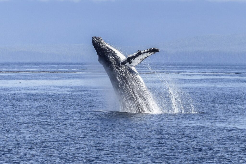 whale breaching out of water off the Big Island