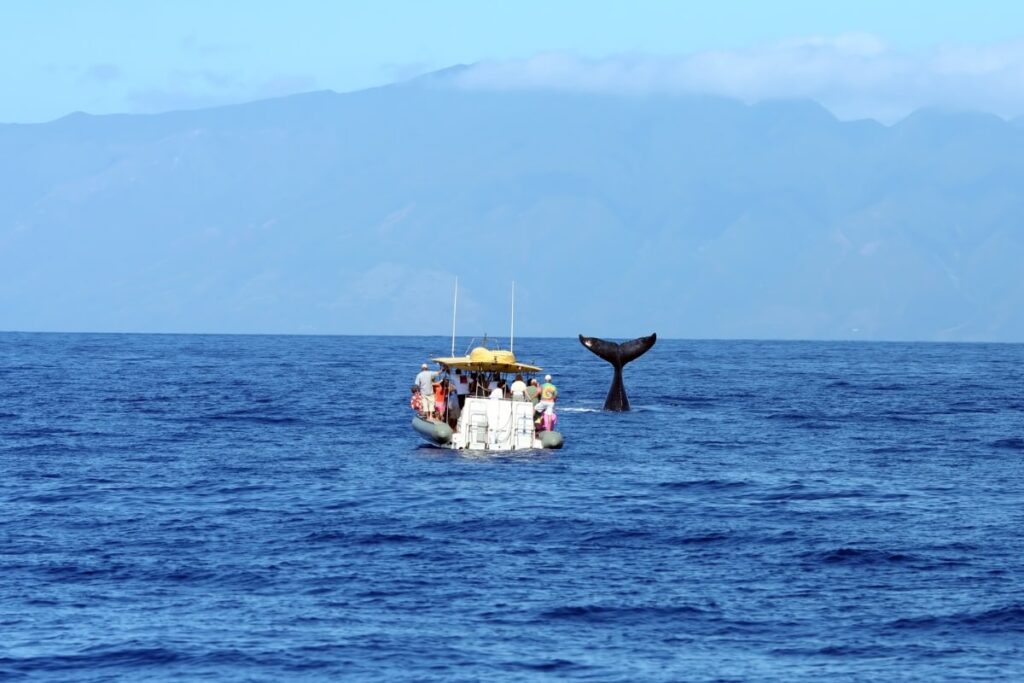 whale tail out of water near tour boat