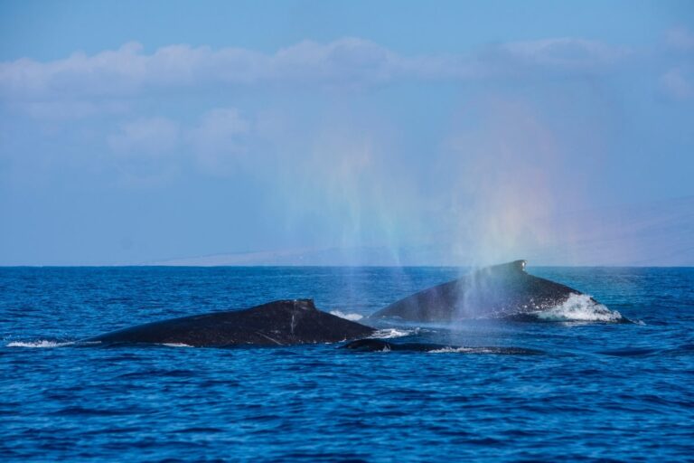 Whale Watching on the Big Island: Tours, Best Time, & More