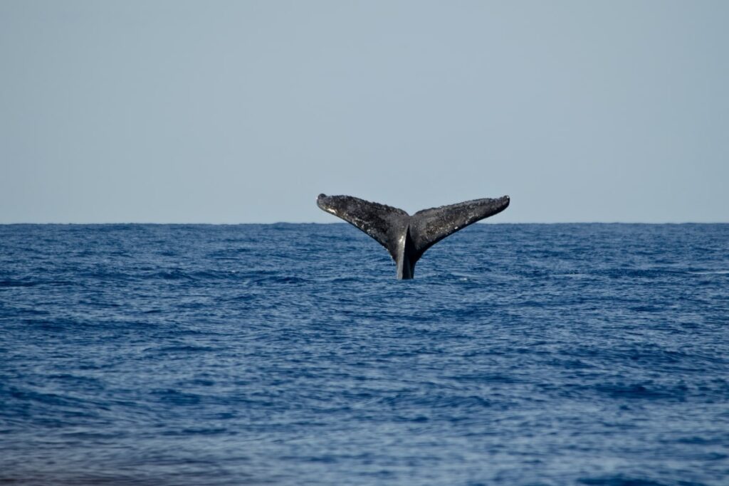 whale tail out of water in Hawaii
