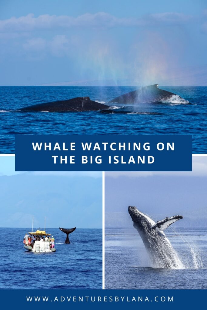 whale watching on the Big Island of Hawaii graphic