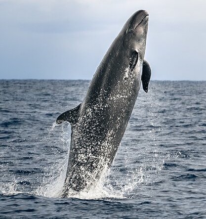 whale breaching on whale watching tour kona big island