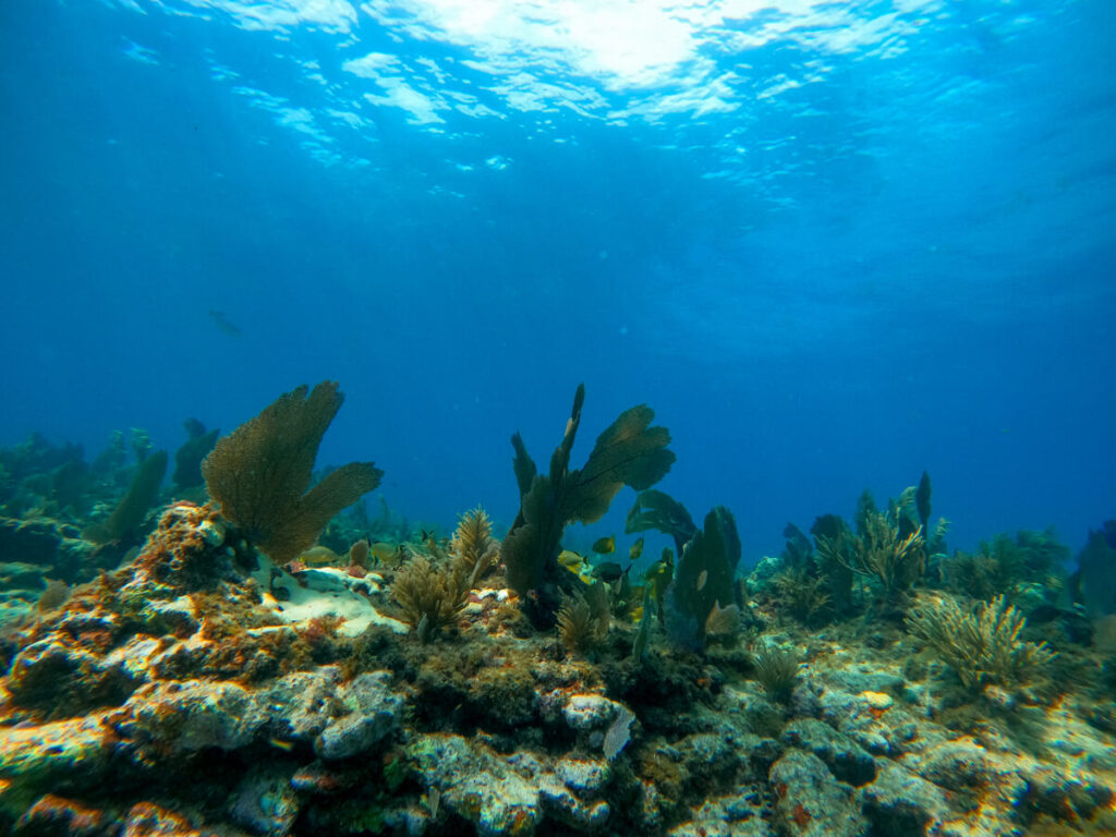 coral reef underwater at Alligator Reef, Islamorada, Florida