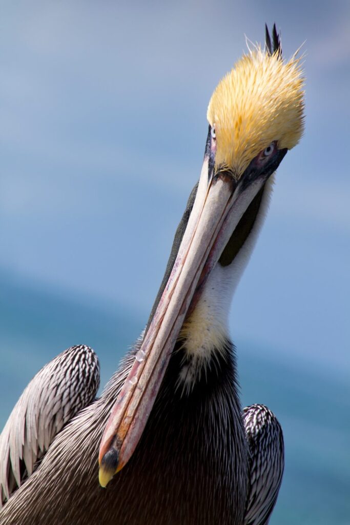 Pelican in Florida Keys