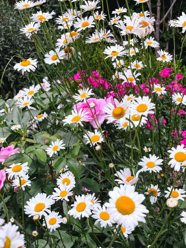 Flowers in Paris in Spring