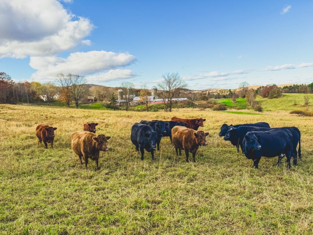 cows in field outside Woodstock, Vermont