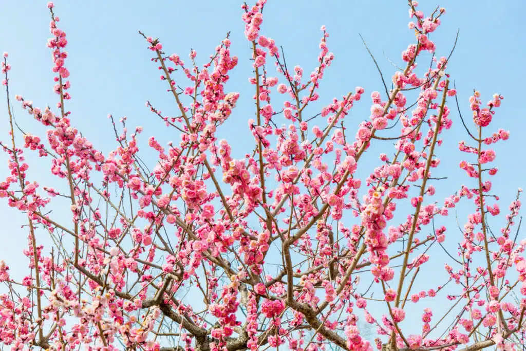 Bright pink cherry blossoms bloom on thin branches, set against a clear blue sky, signaling spring in Japan.