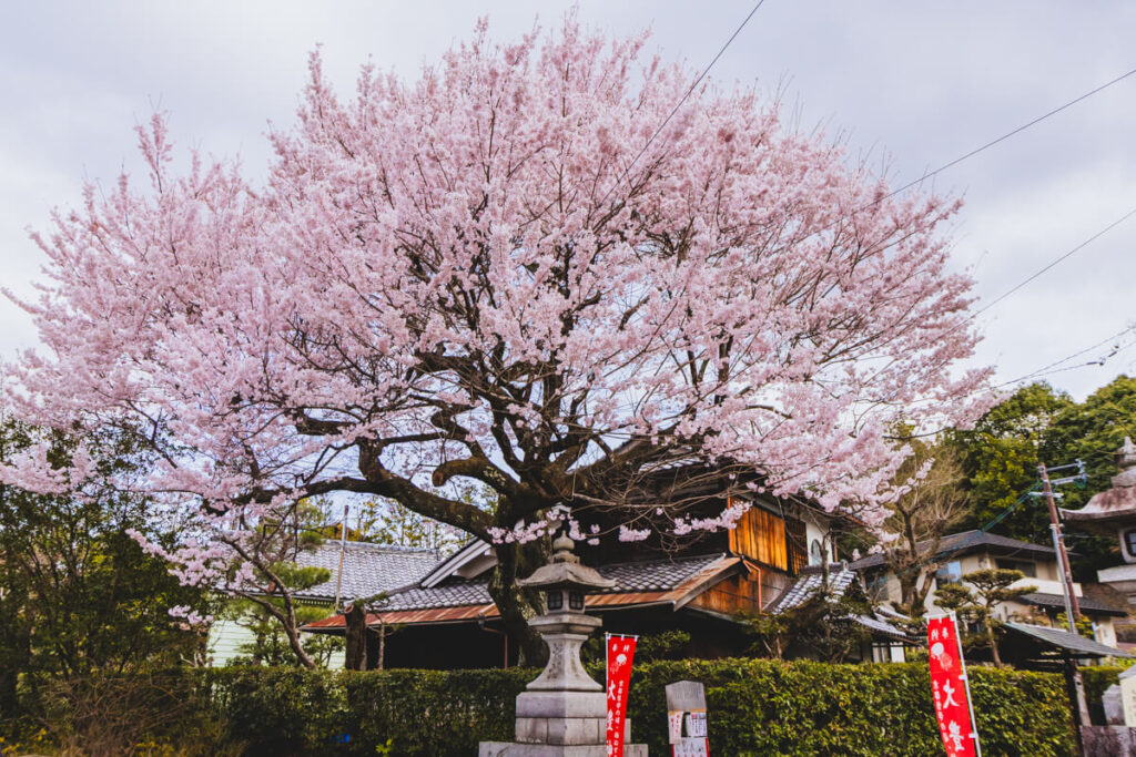 A vibrant cherry blossom tree in full bloom stands tall beside a stone lantern and traditional wooden buildings along the Philosopher’s Path in Kyoto. The pink petals fill the sky, evoking the calm beauty of spring in one of Japan’s most scenic and reflective walking routes.