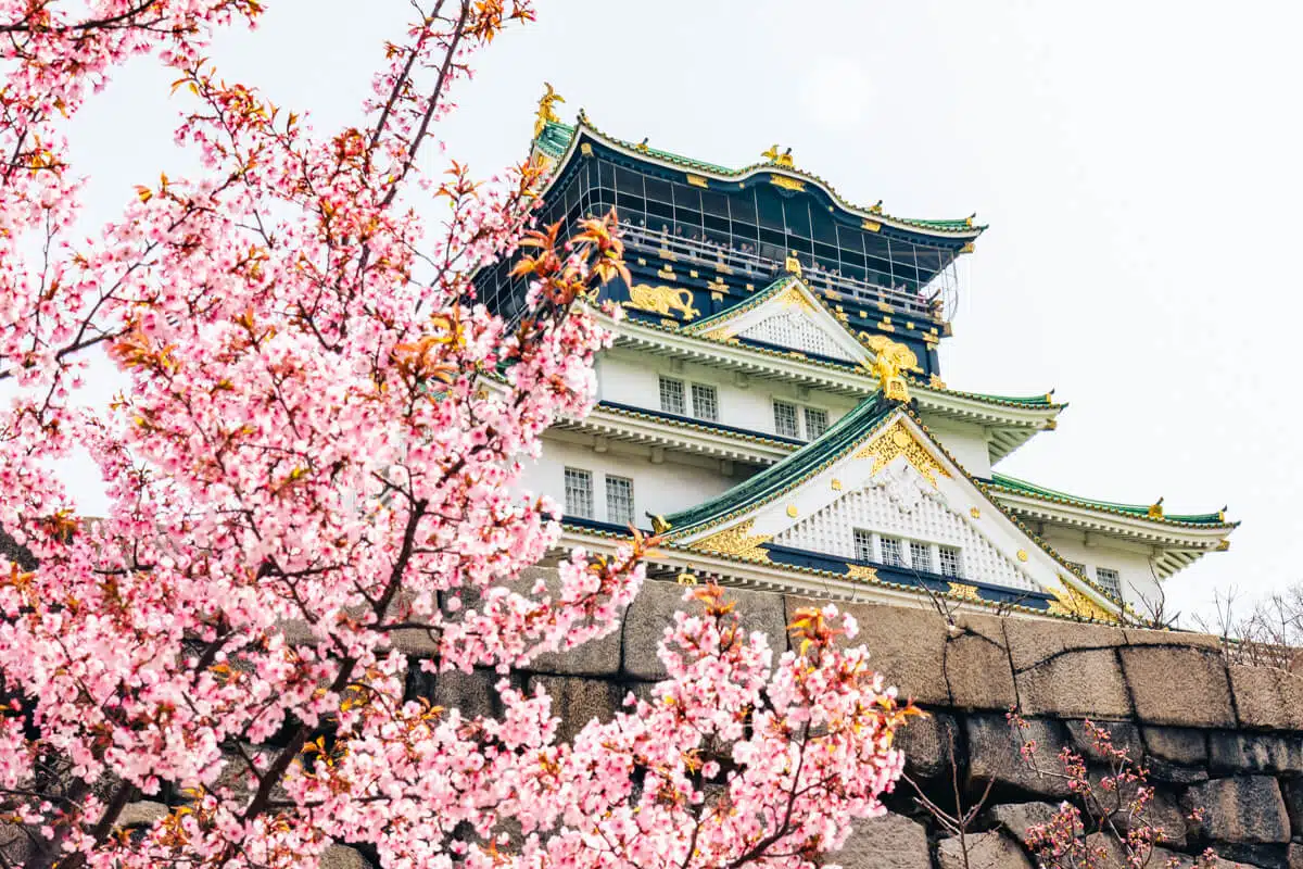 Pink cherry blossoms frame the iconic Osaka Castle, showcasing its white walls, gold details, and green-tiled roof on a bright spring day.