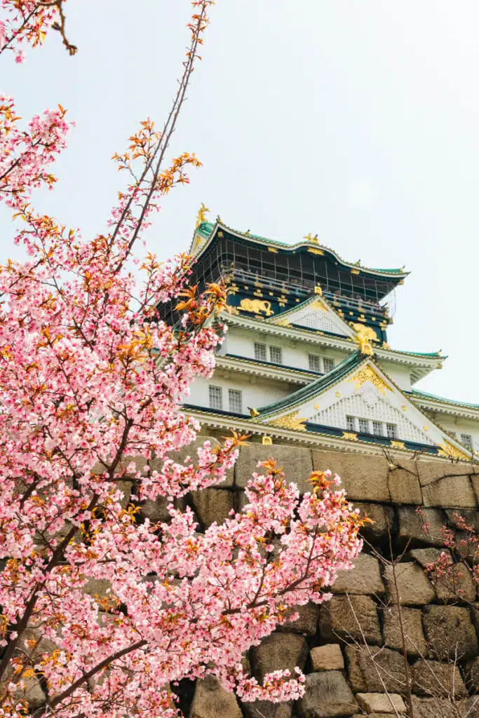 A tall shot of Osaka Castle rising behind a stone wall, surrounded by vibrant cherry blossoms under a clear sky.