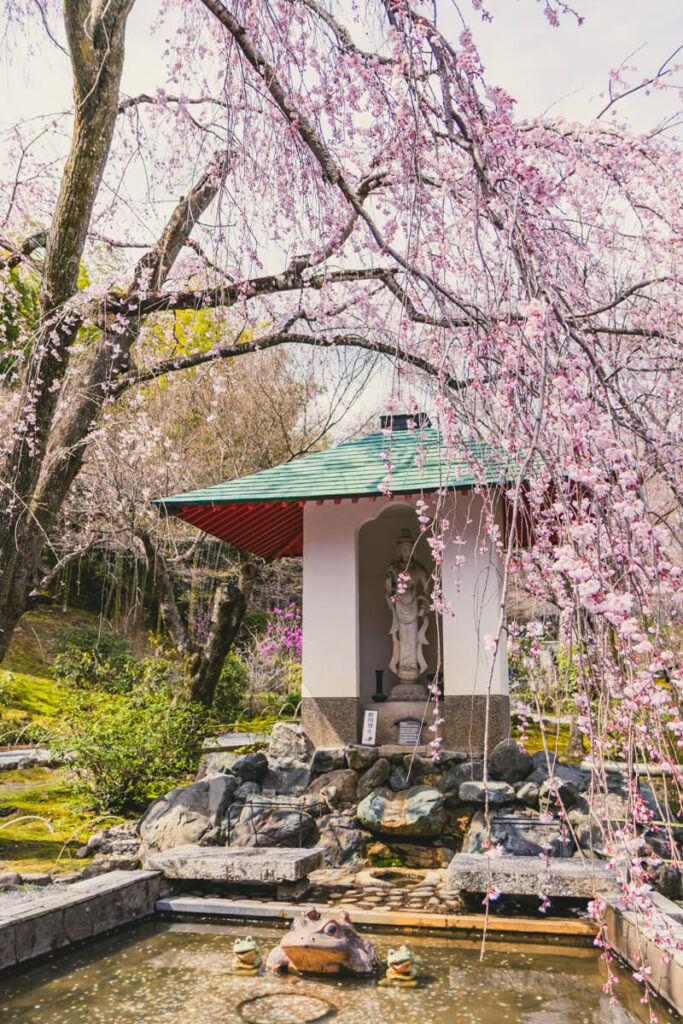 A serene spring scene at Tenryu-ji Temple in Arashiyama with a small shrine nestled among rocks and water, framed by cascading weeping cherry blossoms in full bloom.