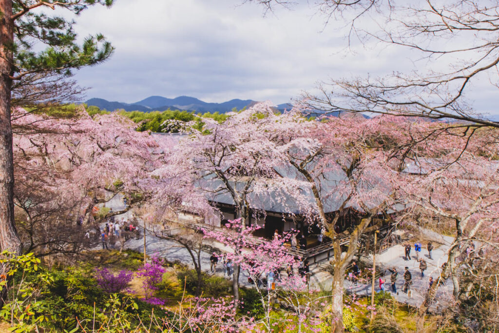 An elevated view of a traditional temple surrounded by blooming cherry blossom trees in Kyoto’s Arashiyama district, with mountains visible in the distance.