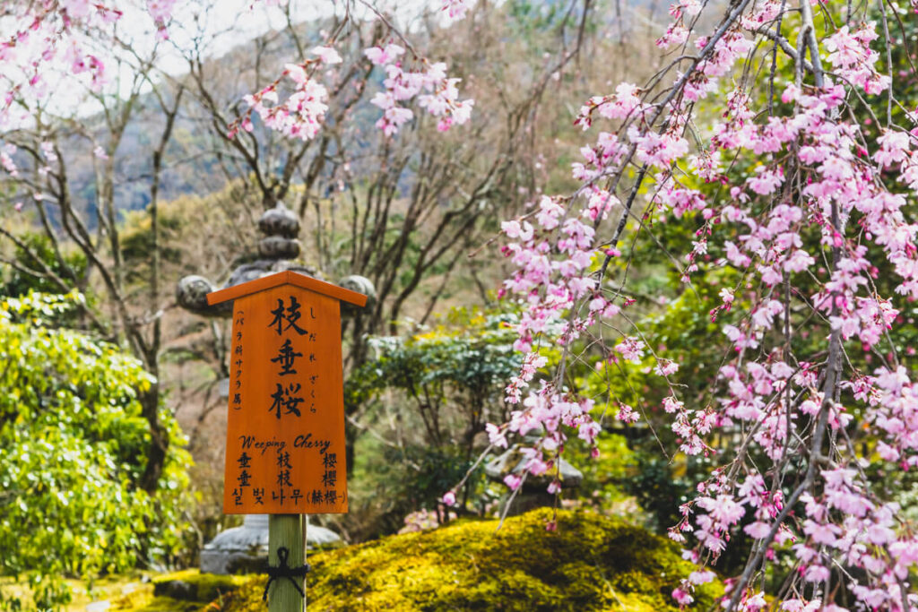 A close-up of vibrant pink weeping cherry blossoms in full bloom, with a wooden sign in Japanese and English identifying the tree in a peaceful garden near Arashiyama.