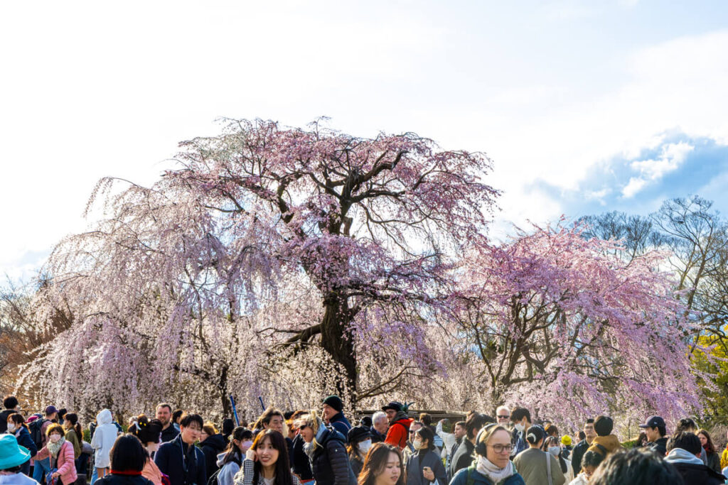 A large crowd gathers under the blooming weeping cherry trees of Maruyama Park in Kyoto during hanami season. The trees are draped in soft pink and white blossoms, creating a magical canopy as people stroll, talk, and admire the seasonal beauty.
