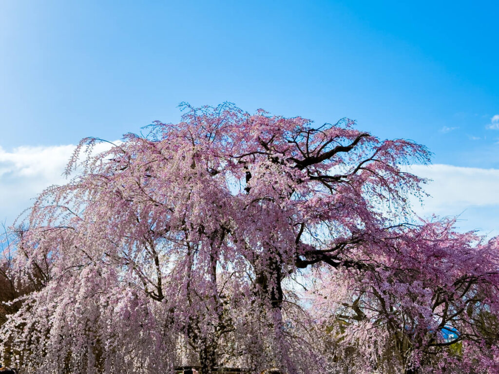 A massive weeping cherry blossom tree is captured in full bloom under a vibrant blue sky at Maruyama Park. Its branches are heavy with cascading pink and white blossoms, illuminated by the sunlight and surrounded by subtle traces of spring foliage.
