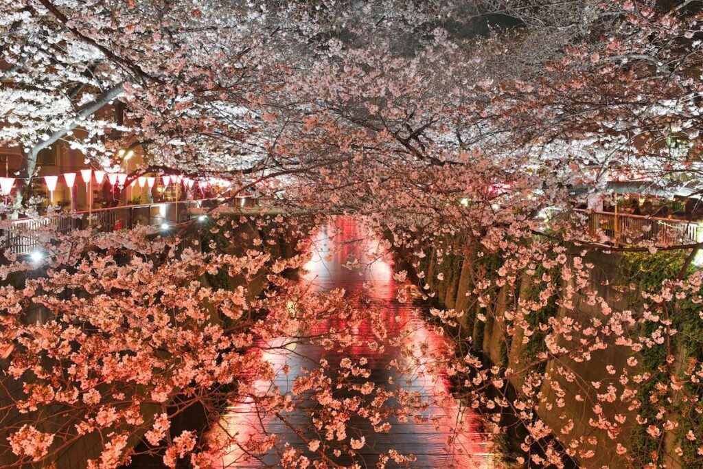 Nighttime view of cherry blossoms in full bloom arching over Meguro River, with pink lanterns and reflections glowing on the water during sakura season in Japan.
