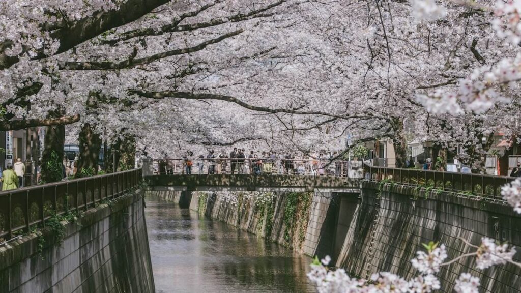 Crowds gather on a bridge under a tunnel of cherry blossoms lining the Meguro River, a popular spot for hanami during sakura season in Japan.