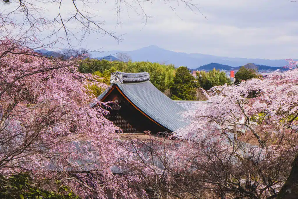 Alt text: View of Tenryu-ji Temple in Arashiyama framed by blooming cherry blossom trees, with forested hills and distant mountains in the background, capturing the serene beauty of sakura season in Japan.