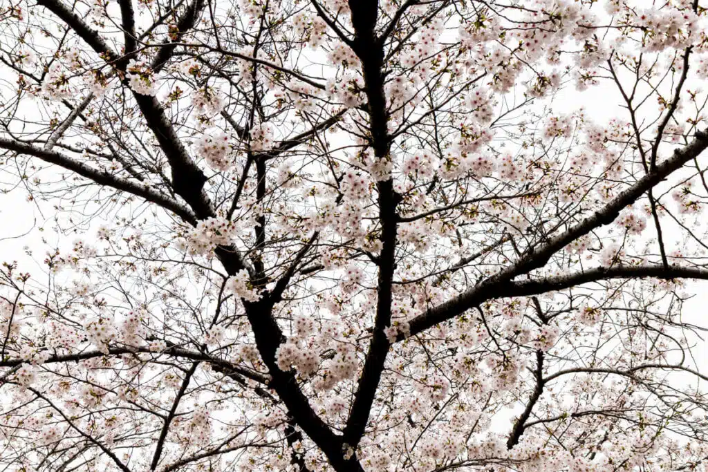 Close-up view of cherry blossom branches bursting with pale pink flowers against a cloudy sky in Yoyogi Park during sakura season in Japan.