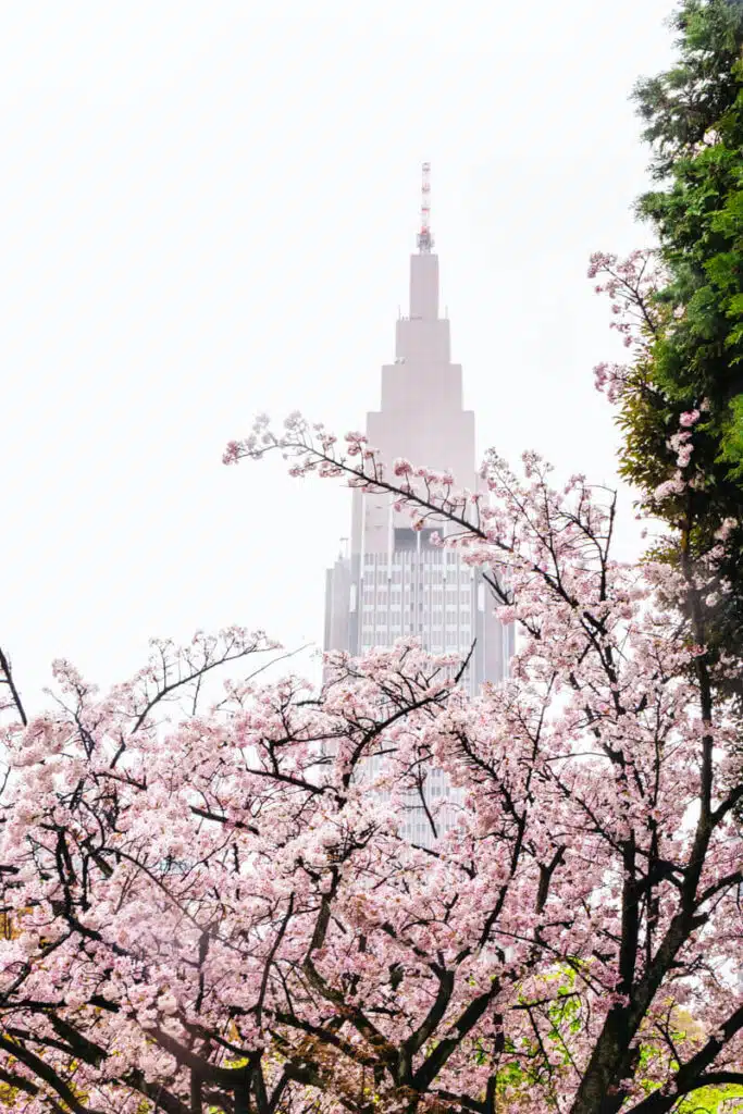 Pale pink cherry blossoms frame a view of the NTT Docomo Yoyogi Building on a misty day in Shinjuku Gyoen during cherry blossom season in Japan.