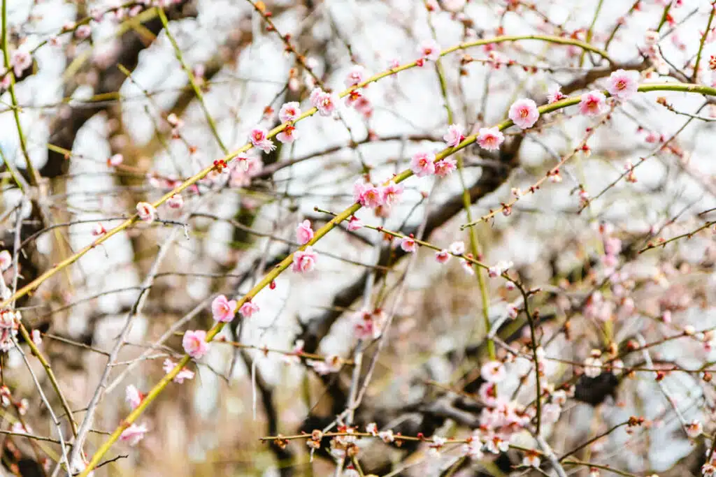 Close-up of delicate pink blossoms blooming along thin, arching branches during early spring, capturing the soft beauty of sakura season in Japan.
