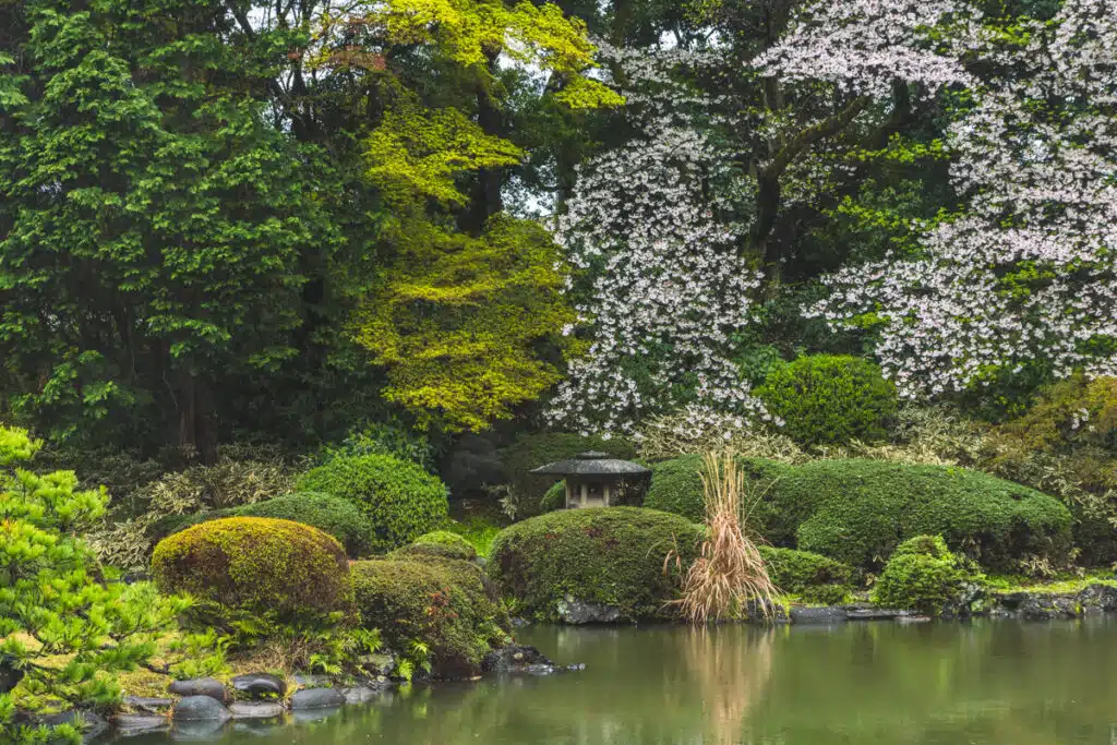 A tranquil pond surrounded by manicured greenery and blooming cherry trees in Shinjuku Gyoen, showcasing the peaceful beauty of sakura season in Japan.