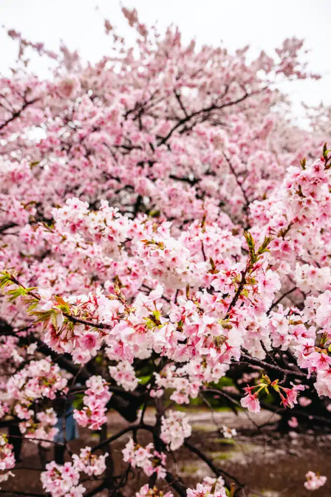 Close-up of cherry blossoms in soft shades of pink and white, clustered thick on the branches in Shinjuku Gyoen during sakura season in Japan.