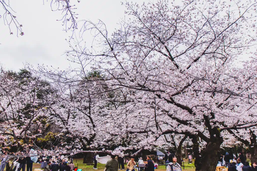Crowds gather beneath blooming cherry blossom trees in Yoyogi Park for hanami picnics, a popular tradition during sakura season in Japan.