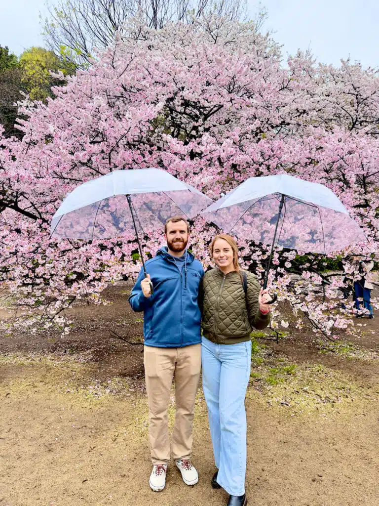 A couple holding clear umbrellas stands in front of a large cherry blossom tree in full bloom in Shinjuku Gyoen, enjoying sakura season in Japan.