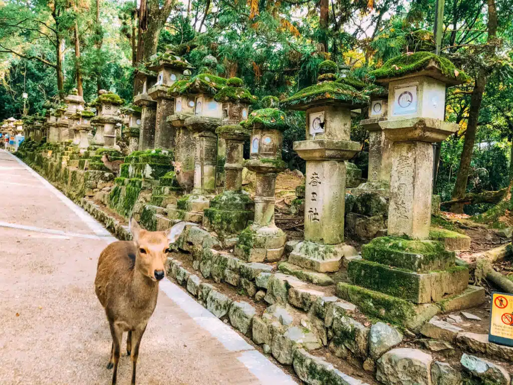 A Nara deer walks beside a moss-covered row of stone lanterns lining a shaded path at Kasugataisha Shrine in Nara.