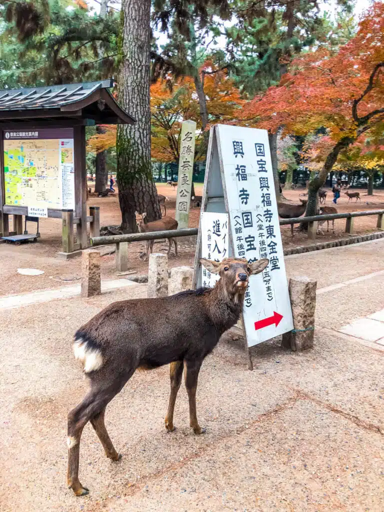 A Nara deer stands alert near a white directional sign with Japanese text and a red arrow in Nara Park, surrounded by autumn trees and informational displays.