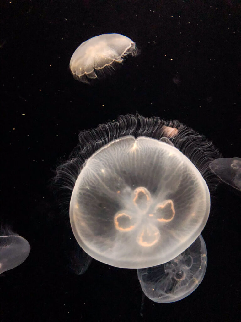 Translucent jellyfish float against a dark background at Osaka Aquarium, their delicate tentacles and soft glowing centers clearly visible. The close up view highlights the intricate details and ethereal beauty of the jellyfish exhibit.