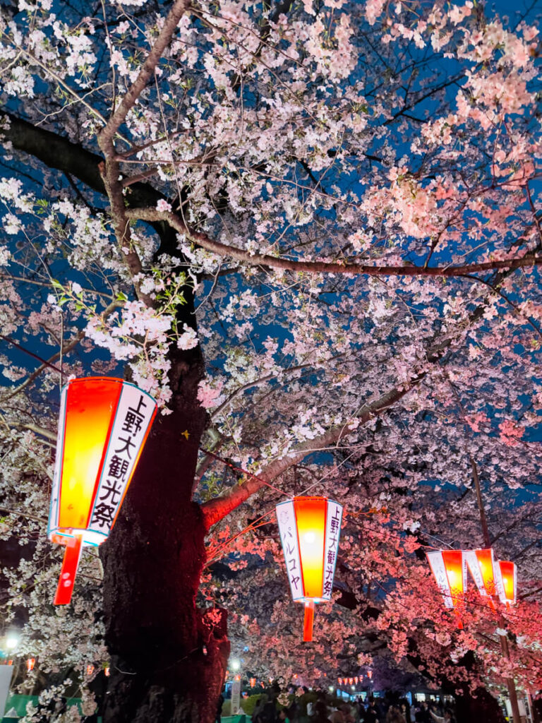 Glowing red and white lanterns hang among blooming cherry blossoms in Ueno Park at night, creating a festive atmosphere during sakura season in Japan.