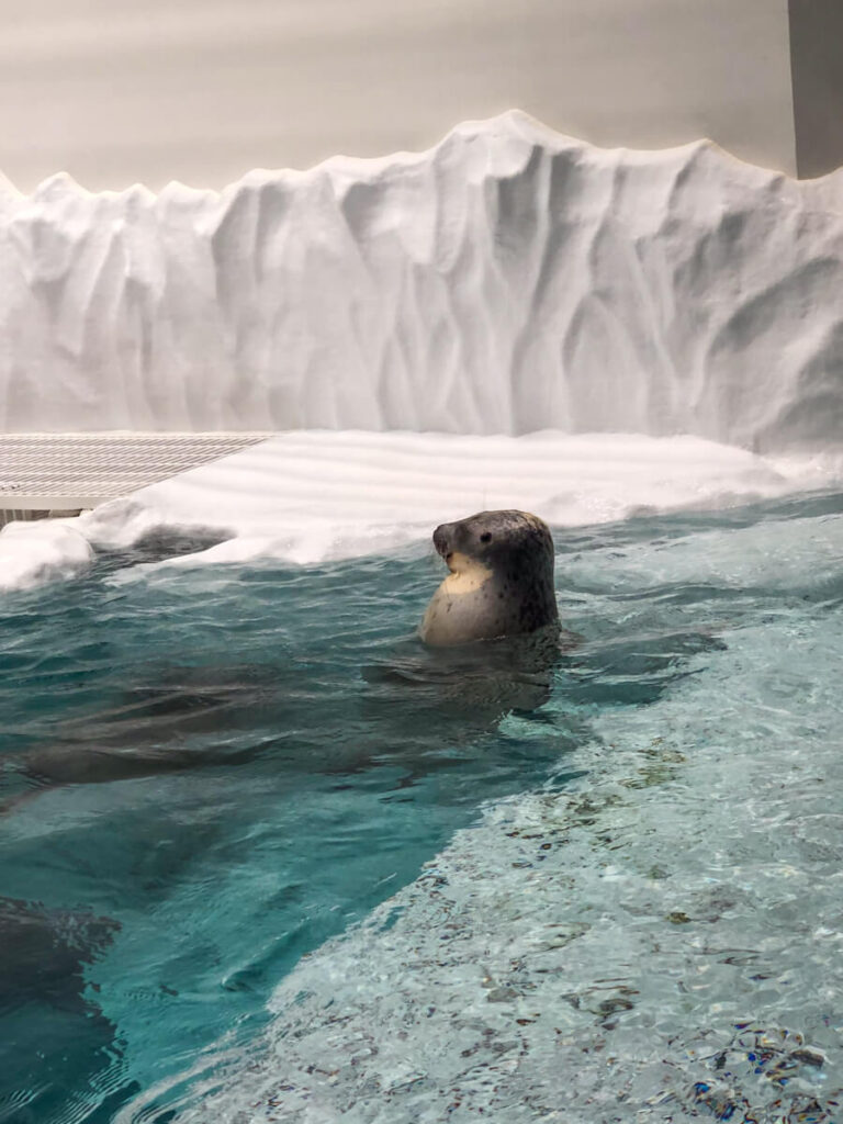 A spotted seal swims in a cold water habitat with icy white rock formations at Osaka Aquarium. The clear turquoise water and arctic themed enclosure showcase the realistic environment created for marine life at the aquarium.